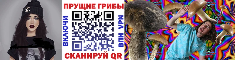 продажа наркотиков  Большой Камень  Галлюциногенные грибы Psilocybine cubensis 